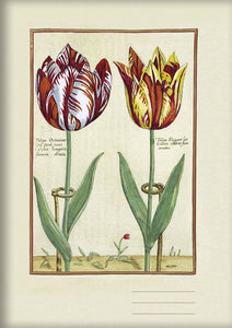 Kladde 'Tulipa Octaviana u. Tulipa Elegant' A5