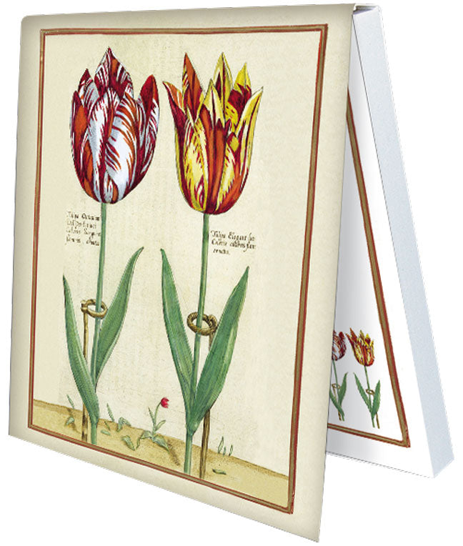Klebezettel 'Tulipa Octaviani und Elegant'