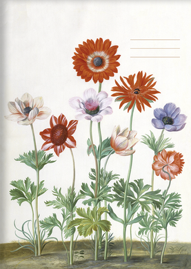 Kladde A6 'Aus d. Nassau Florilegium' unliniert