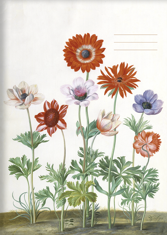 Kladde A6 'Aus d. Nassau Florilegium' unliniert