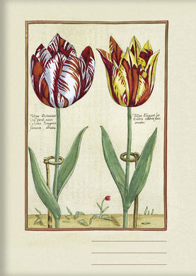 Kladde A6 'Tulipa Octaviani u. Tulipa Elegant' unliniert